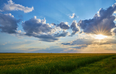 An attractive view of the sunset over a yellow rapeseed field. Dramatic overcast sky. Location...
