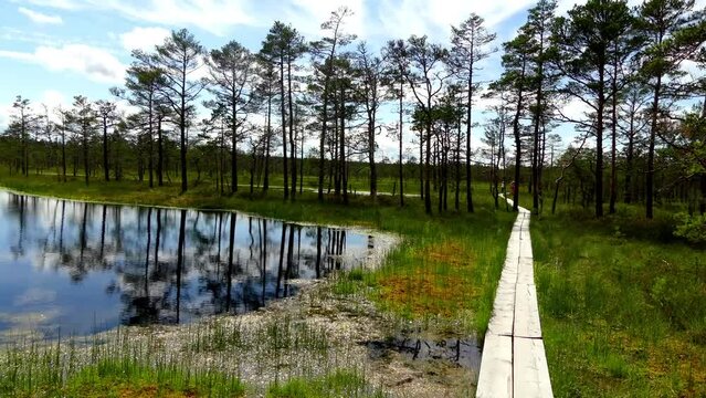 Swamp Viru Raba in Estonia