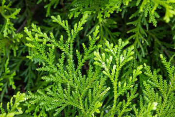 Beautiful japanese cypress leaf in the forest.