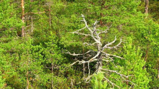 Swamp Viru Raba in Estonia