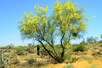 Palo Verde Tree, Sonora Desert, Spring and in bloom