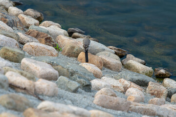 河原に佇むハクセキレイ