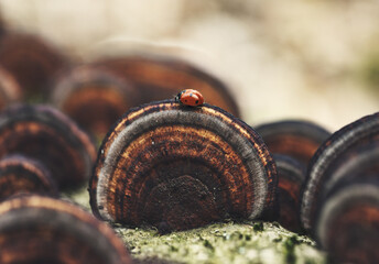 Ladybird on mushroom. Macro photo with a beetle