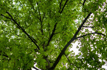 green leaves and sun