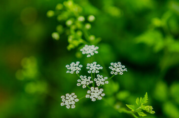 close up of a flower of a plant