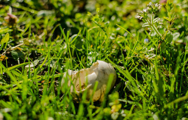 snail on the grass