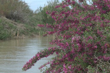 flowers in the water
