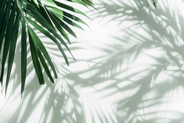 palm tree, plant