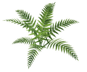 pianta, albero, fusto, con, senza, vaso, e, foglie, arancioni, verdi, gialle, rosse, fondo trasparente, isolato, cactus, alberi, impianto, pentola, foglia, fiore, natura, isolata, pianta da appartamen