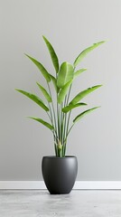 A vibrant green bird of paradise plant in a black pot atop a clean white table