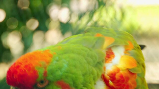 Military macaw (Ara militaris)