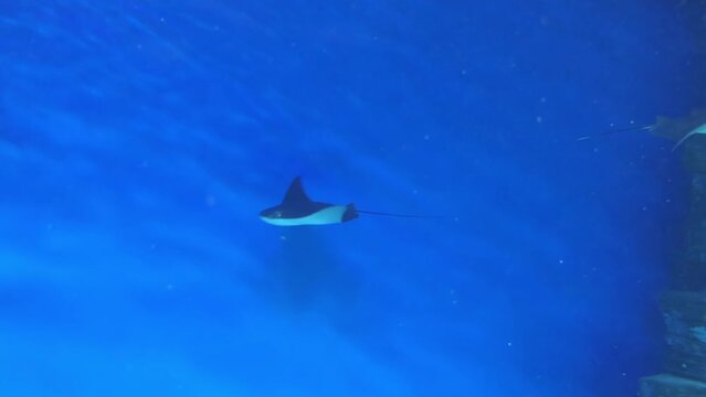 Skates are cartilaginous fish, to family Rajidae in superorder Batoidea of rays. Softnose skates and pygmy skates were previously treated as subfamilies of Rajidae (Arhynchobatinae and Gurgesiellinae)