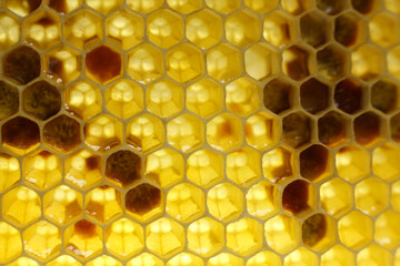 close up photo of a honeycomb