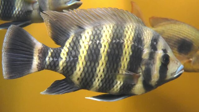 Heterotilapia buttikoferi, also known as the zebra tilapia, is a West African species of cichlid.