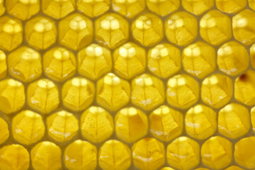 close up photo of a honeycomb	