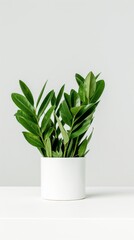 A lush Zamioculcas plant in a white pot sits elegantly on a clean white table in a minimalist setting