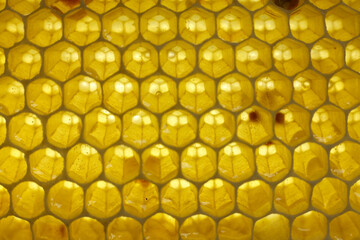 close up photo of a honeycomb