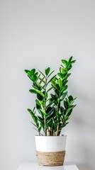 A Zamioculcas plant in a white pot rests on a minimalist clean white table