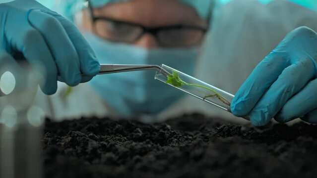 A researcher carefully removes a green sprout from a glass test tube grown in a laboratory. Close-up of an employee's hands planting a prepared plant seedling in prepared soil