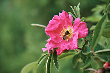 A bee on a pink rose in the garden. Spring. Close-up