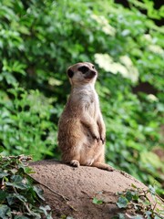 Meerkat sits on a stone and watches. Suricata suricatta.