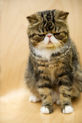 Porträt einer Exotic Shorthair Katze