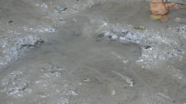  A mudskipper in mud.