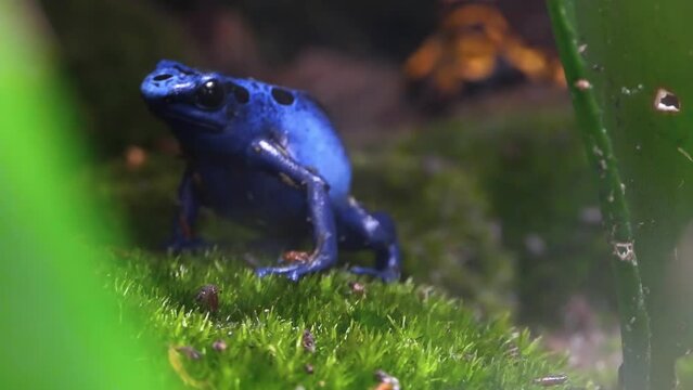 Blue poison dart frog or blue poison arrow frog (Dendrobates tinctorius azureus, Tirio name, okopipi) is a poison dart frog found in the forests surrounded by the Sipaliwini savanna.
