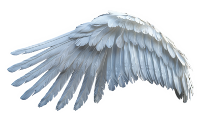 majestic angel wing on transparent background.