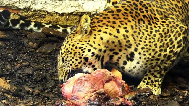 Big leopard eats a piece of raw meat.