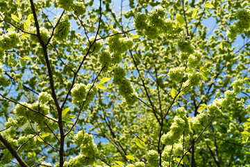 Green flowers of Ulmus glabra Hudson. the wych elm or Scots elm.