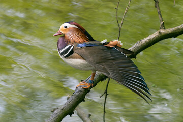 A male mandarin duck sits on a branch near the water.