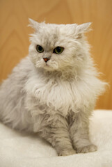 Porträt einer Selkirk Rex Katze