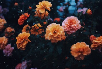 Fototapeta premium Vibrant roses bloom in an enchanting garden during twilight hours