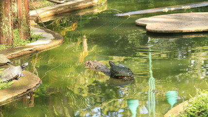 a turtle on top of an alligator