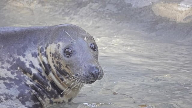 grey seal (Halichoerus grypus)
