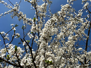 Spring. Blooming tree. White flowers.