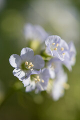 Stairway to Heaven Jacob's Ladder plant growing in upstate New York
