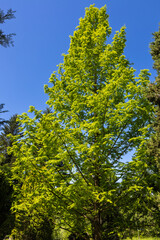 The fresh green of Metasequoia is like a yellow-green tower.