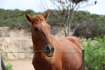 Fototapeta premium Closeup of brown mare with white star on her forehead. Lucero horse grazing on rural farm with mountains in the background and copy space. Farm animal. Equine. 
