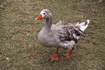 Gray goose walking in freedom on rural farm. Blue-eyed goose with plucked feathers in the wild with a farm background with copy space. Domestic bird.