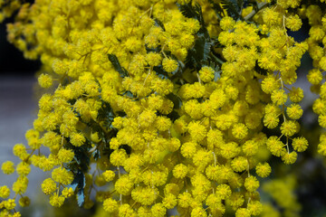 Close-up of beautiful blooming mimosa flowers in forest park.