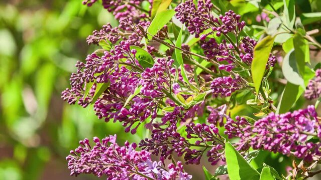 Syringa vulgaris, lilac or common lilac, is flowering plant in olive family Oleaceae, native to Balkan Peninsula, where it grows on rocky hills. It is not regarded as aggressive species.