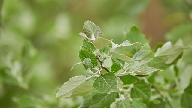 Populus alba, commonly called silver poplar, silverleaf or white poplar, is poplar, most closely related to aspens (Populus sect. Populus).