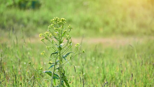 Neslia paniculata (commonly called ball mustard) is plant species in family Brassicaceae. Name comes from ball-shaped fruits that contain single seed within indehiscent fruit coat.