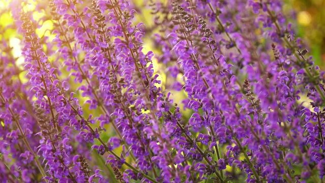 Salvia virgata (wand sage, southern meadow sage) is perennial plant that is native to Asia and southeastern Europe. It is considered noxious weed in many parts of world.