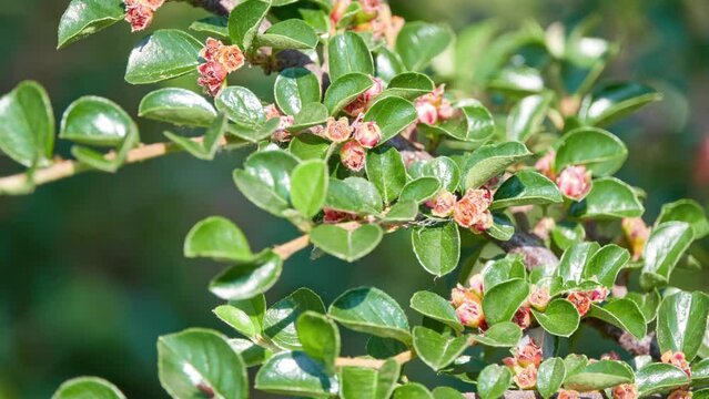 Cotoneaster horizontalis is flowering plant in genus Cotoneaster of family Rosaceae.