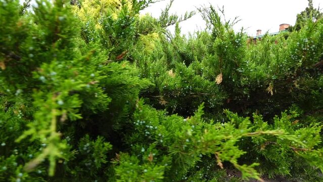 Juniperus virginiana, red cedar, eastern red cedar, Virginian, eastern or red juniper, and other local names, is juniper native to eastern North America.