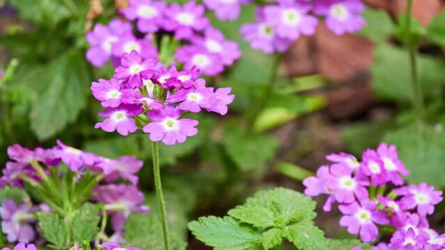 Verbena rigida, known as slender vervain or tuberous vervain, is flowering herbaceous perennial plant in family Verbenaceae. It is native to Brazil and Argentina.