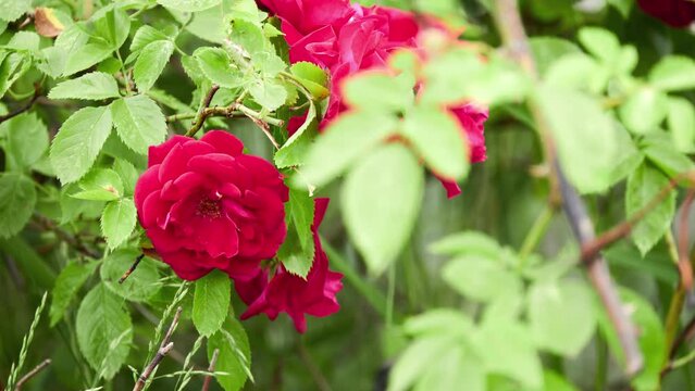 Rosa pendulina, Rosa alpina, Alpine rose or mountain rose, is wild rose found in mountains of central and southern Europe. It appears to have survived in glacial refugia in Alps and Carpathians.